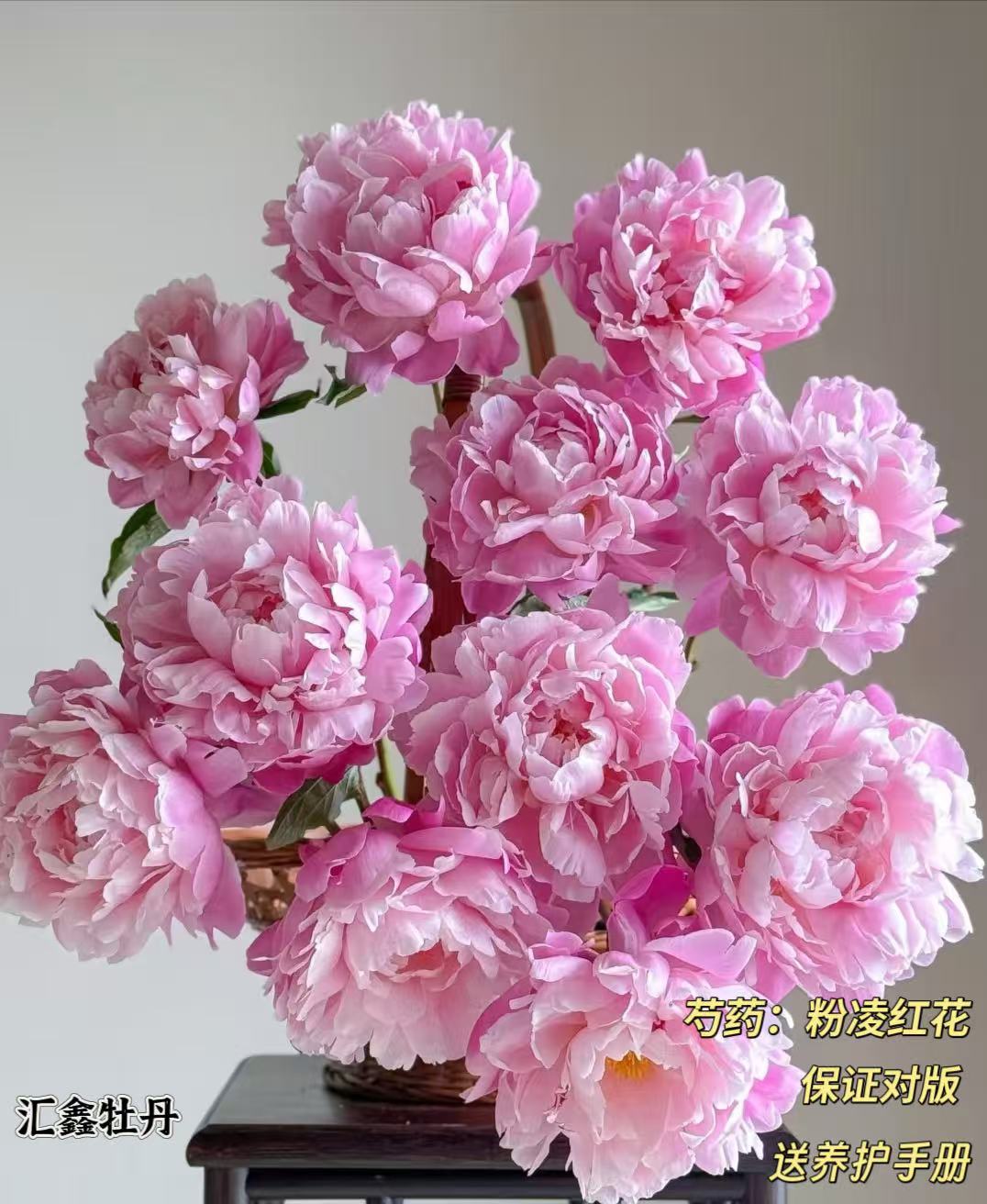 【粉凌红花】粉色系山东菏泽基地直发适宜地栽盆栽庭院种植观赏植物
