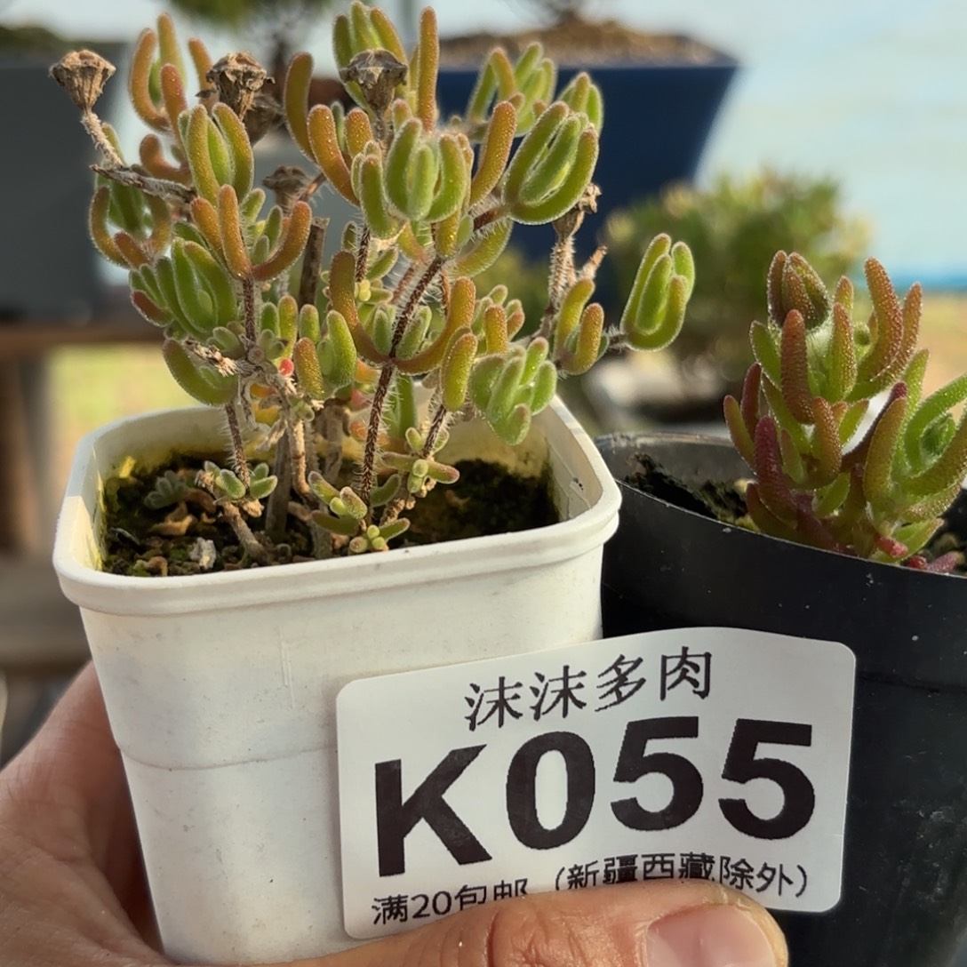 055钻石黄化锦和狐尾