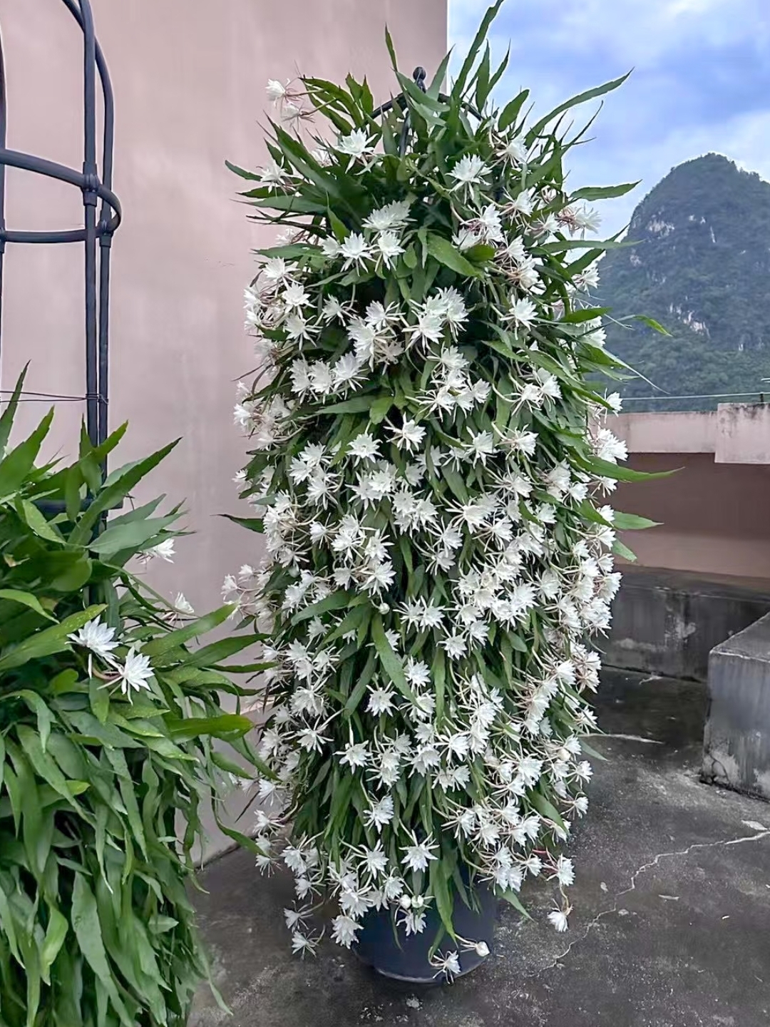 可食用印尼进口小叶昙花浓香耐阴昙花盆栽昙花一梦可垂吊植物花卉