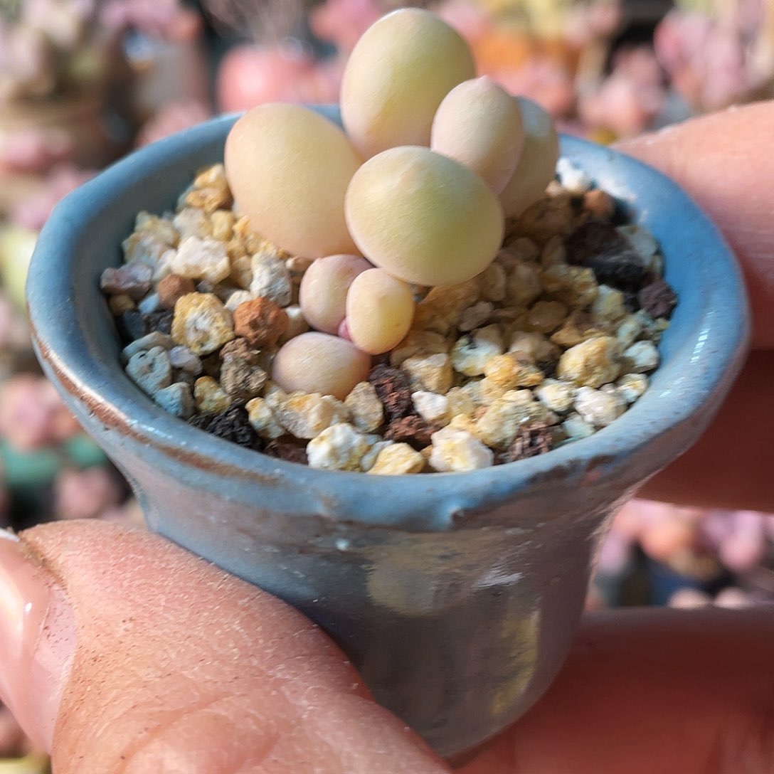 一****精多肉植物的生长发育与生长发育的关系