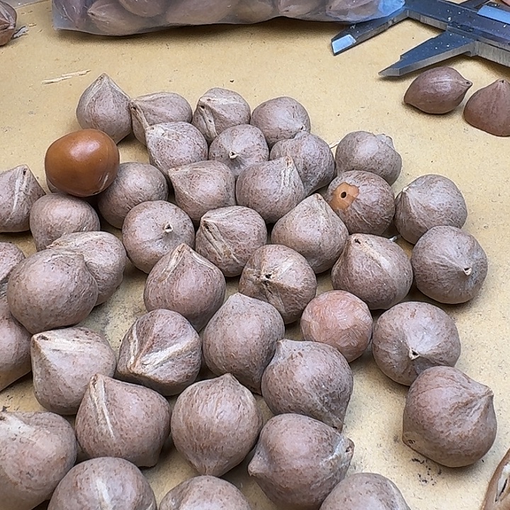 万****橄榄核手串/手链1