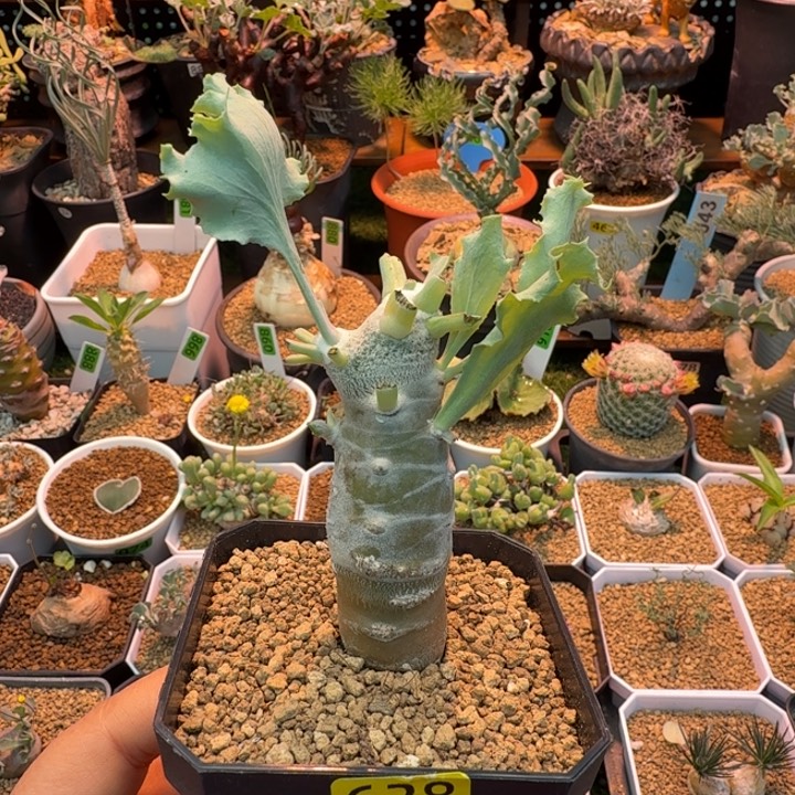 雪鹿厚墩菊628 仙人球