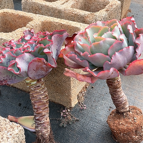 ?**?3 号包菜系列 2 棵