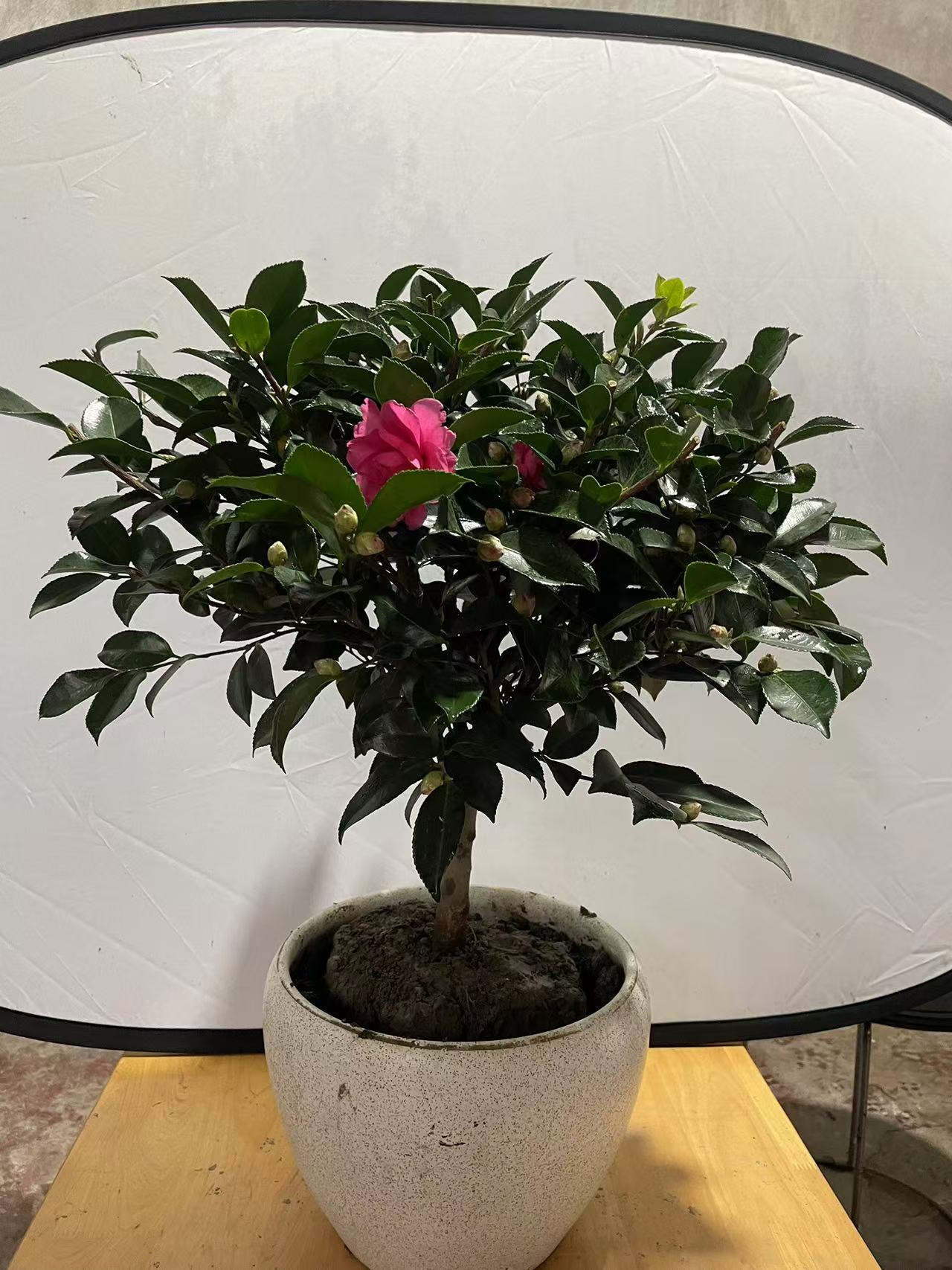 茶梅，茶花捡漏了