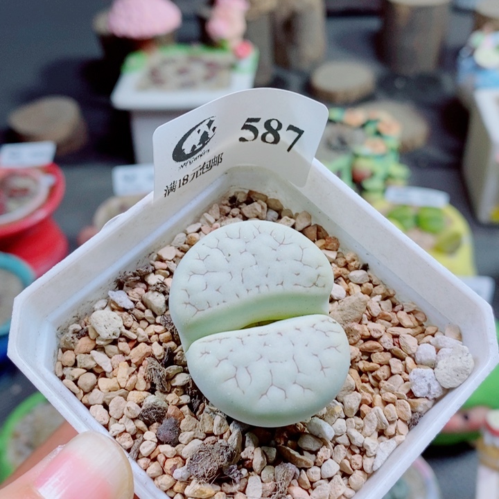 生石花花花花花花花587
