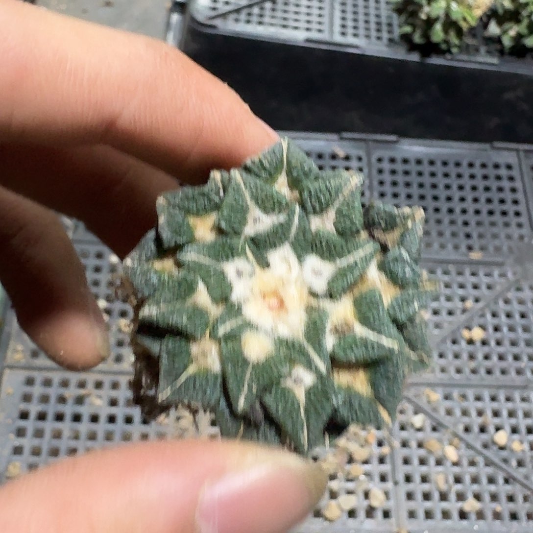 611号仙人球萝卜根