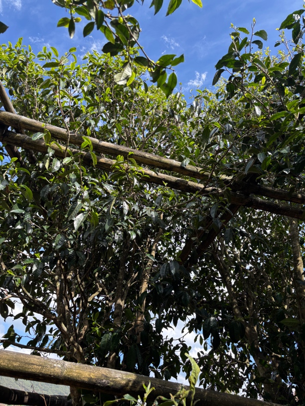 【盲拍】普洱茶生茶 357克饼茶