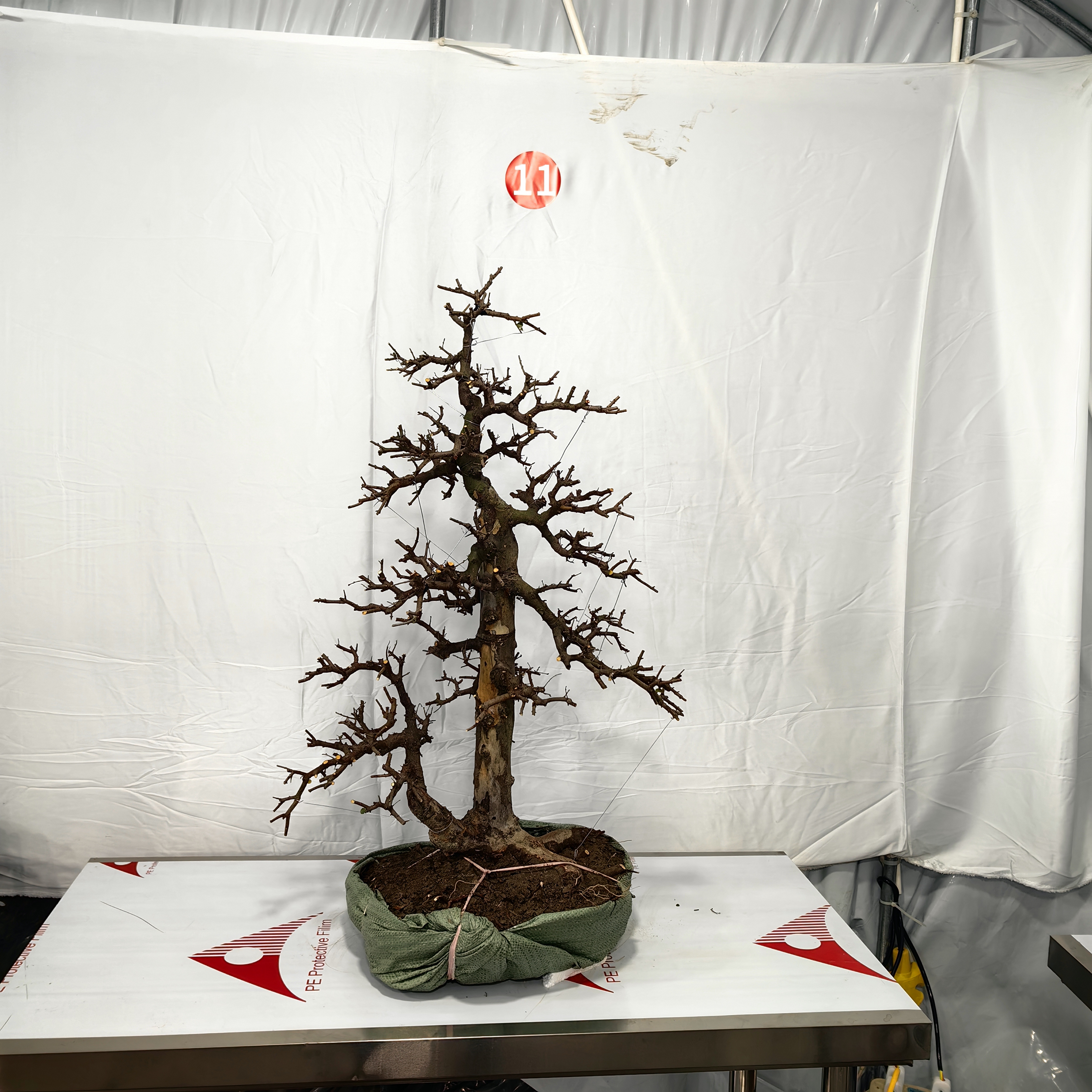 双 杆 雀 梅 盆景（高邮费地区不包邮）