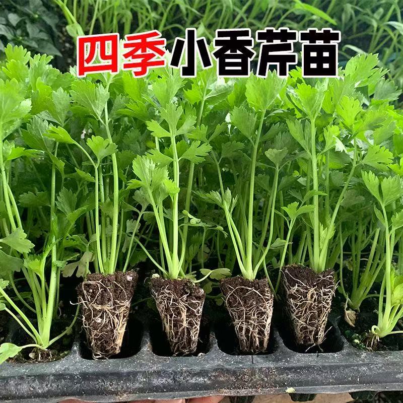 四季食用耐寒耐热西芹苗香芹秧苗适合阳台盆栽地栽