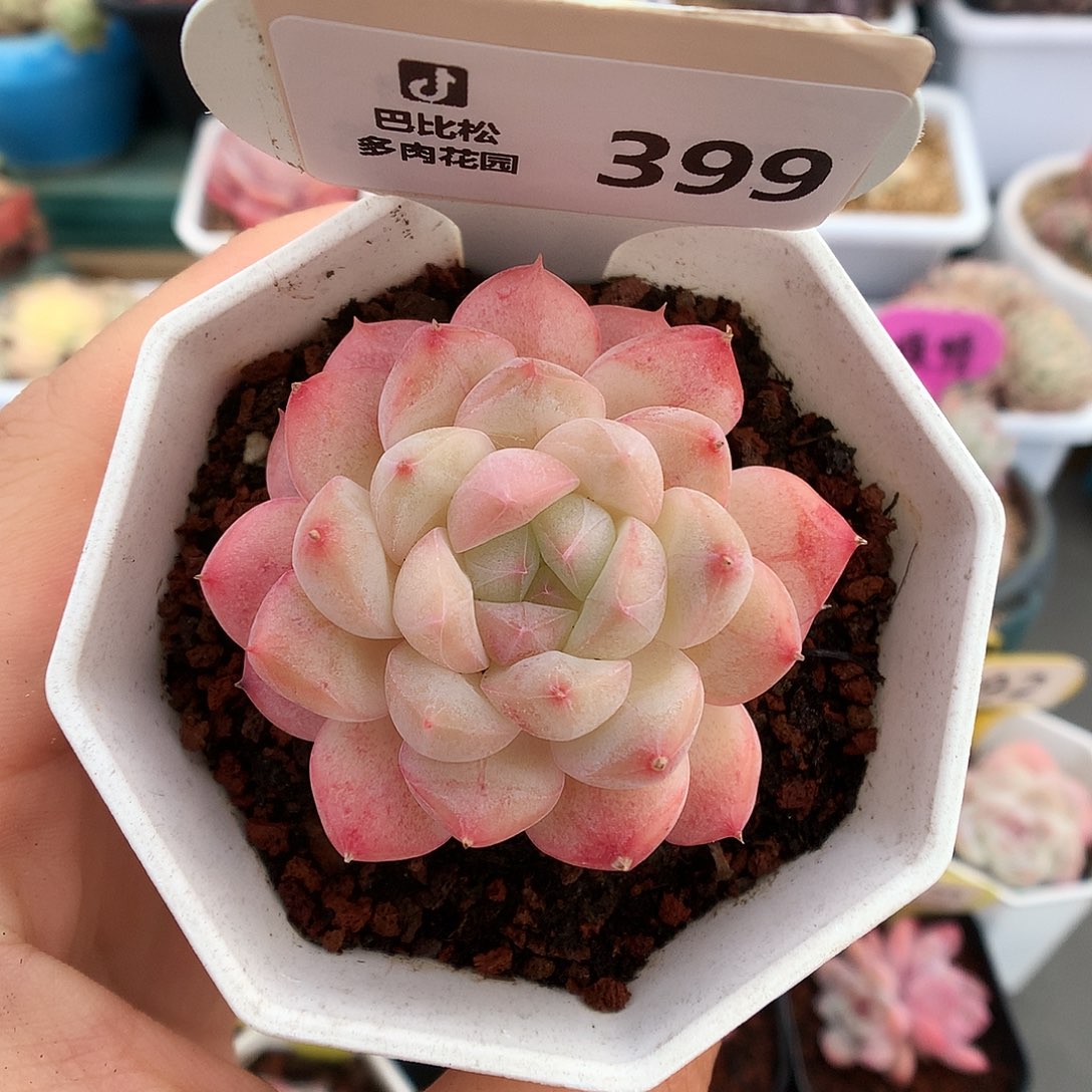 399糖心白月光多肉植物