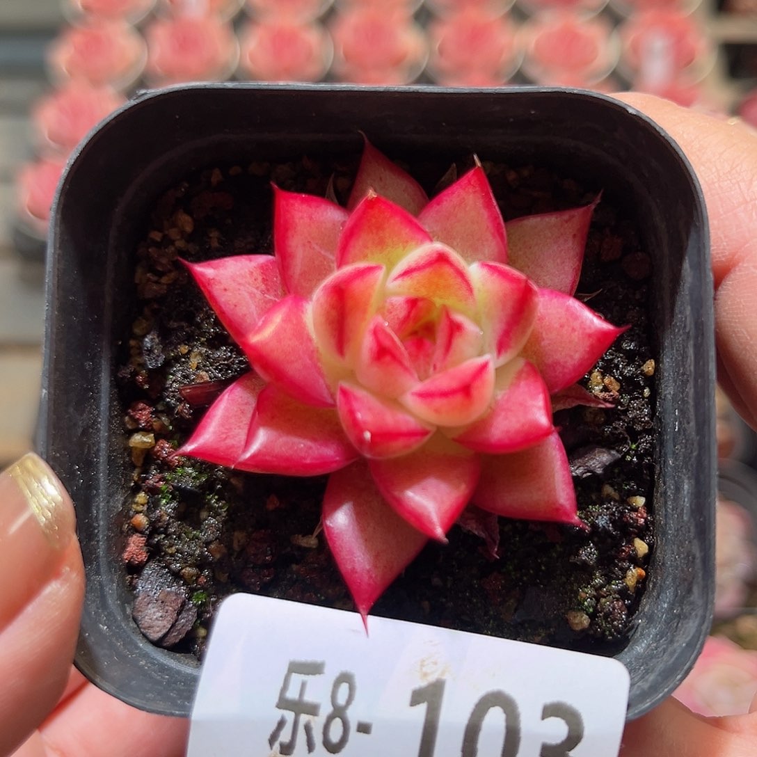 乐8-103 梦幻女王单头