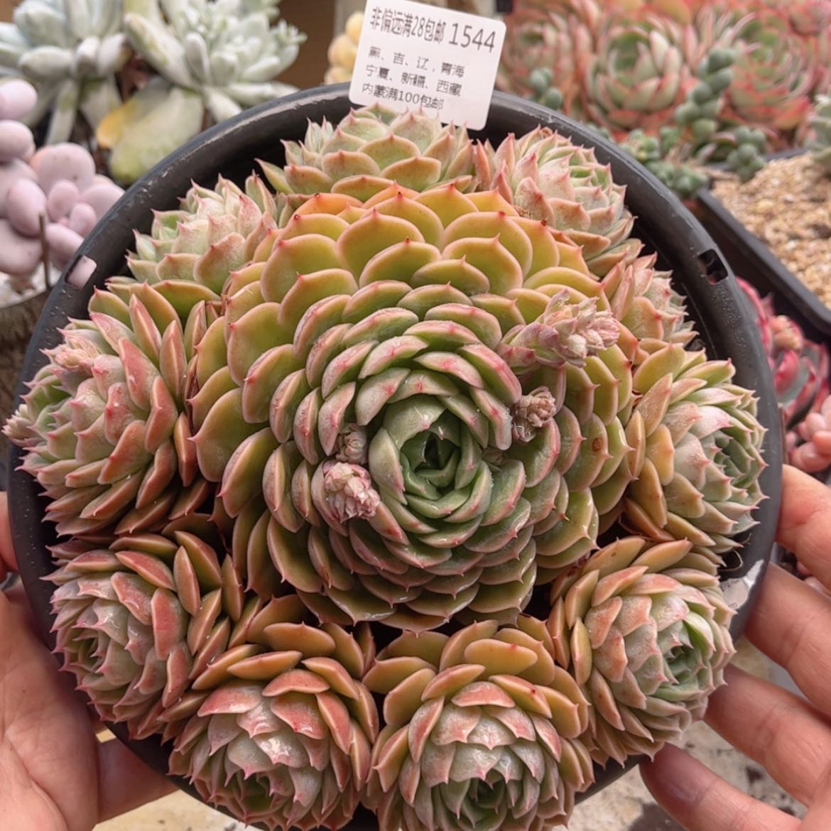 【闪购商品】1544昂斯诺