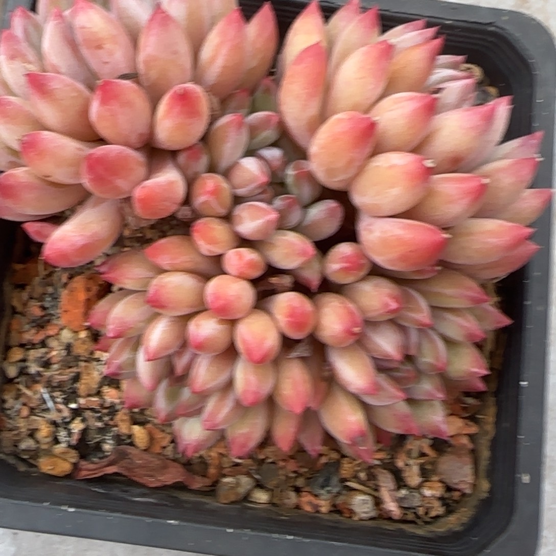 眠****多肉植物流沙体，虞美人