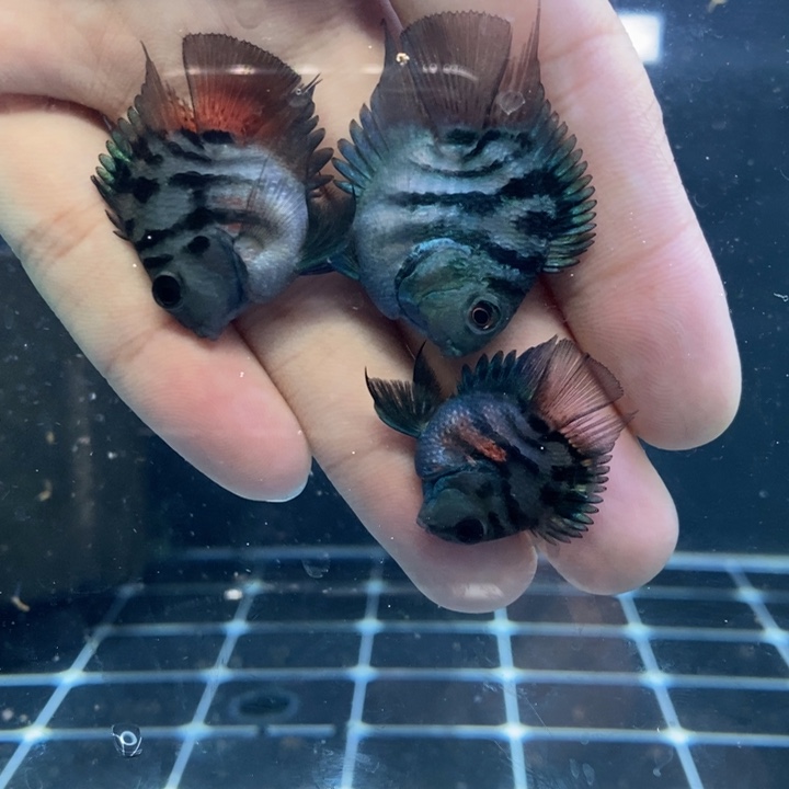 小***茶鹦鹉鱼摩卡一对包基因