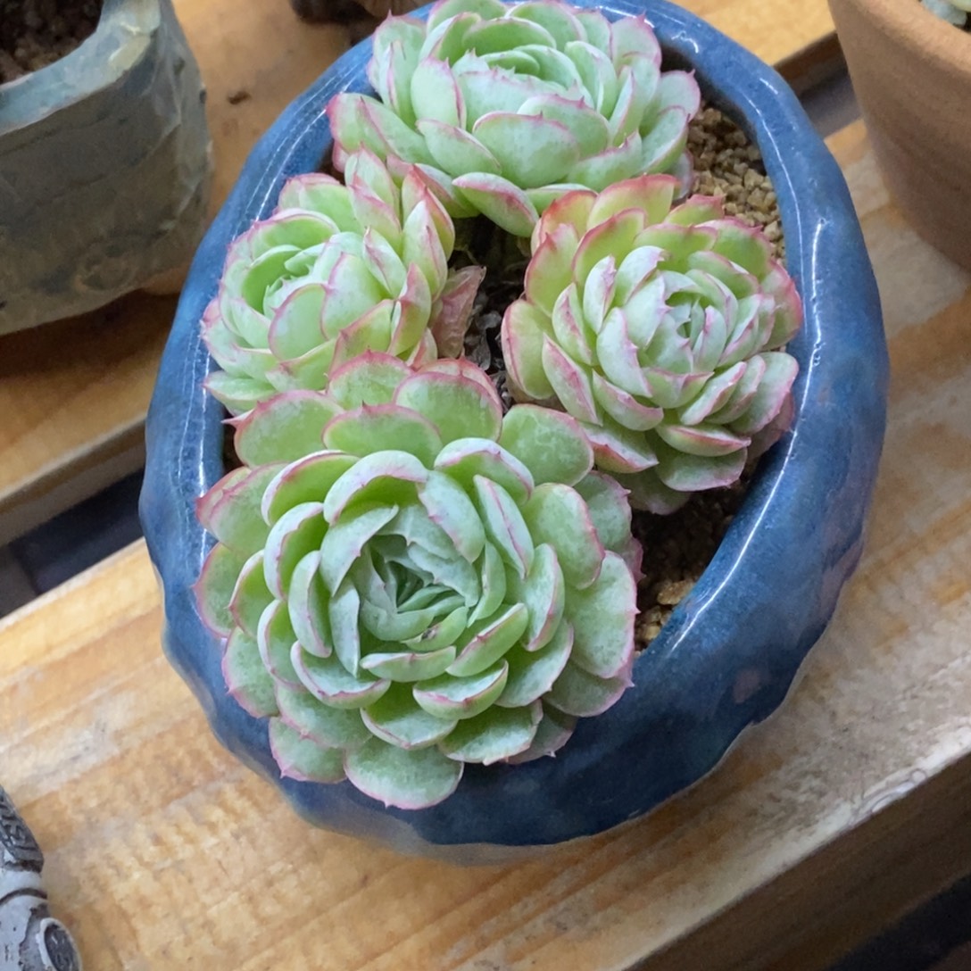 精品多肉一物拍不包整351