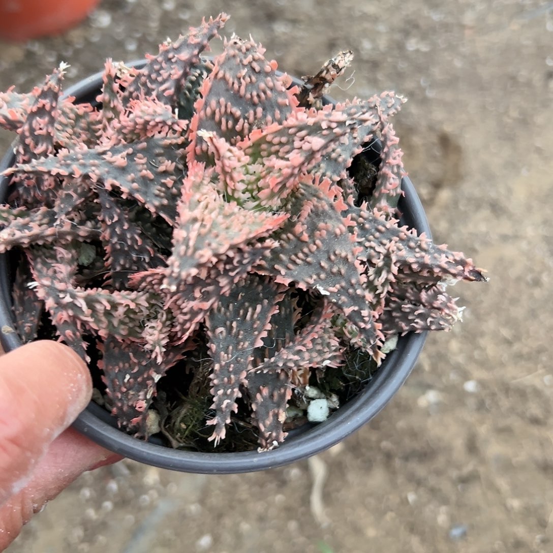 多肉植物园艺芦荟