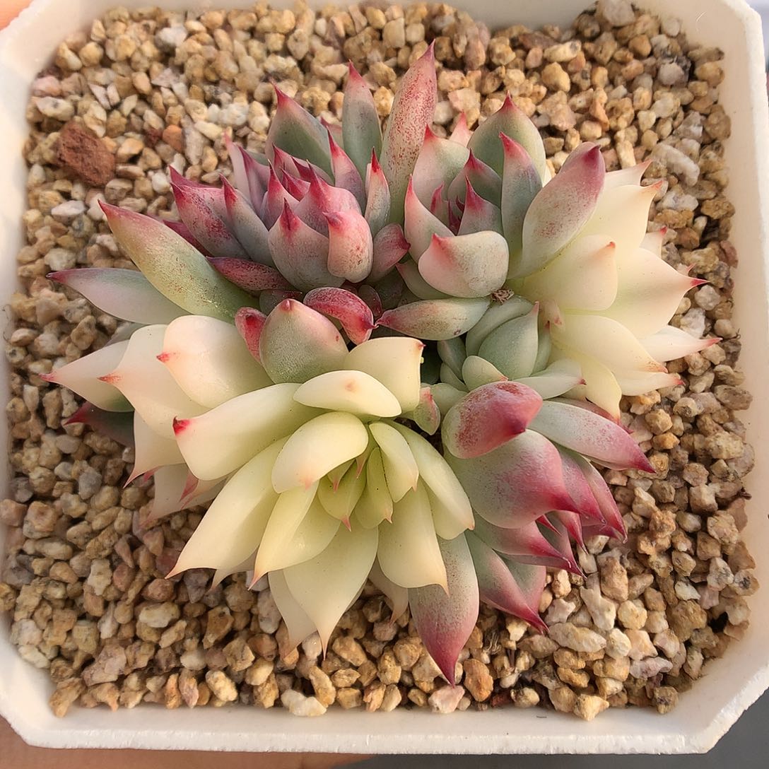 687七头群吉娃娃锦多肉植物