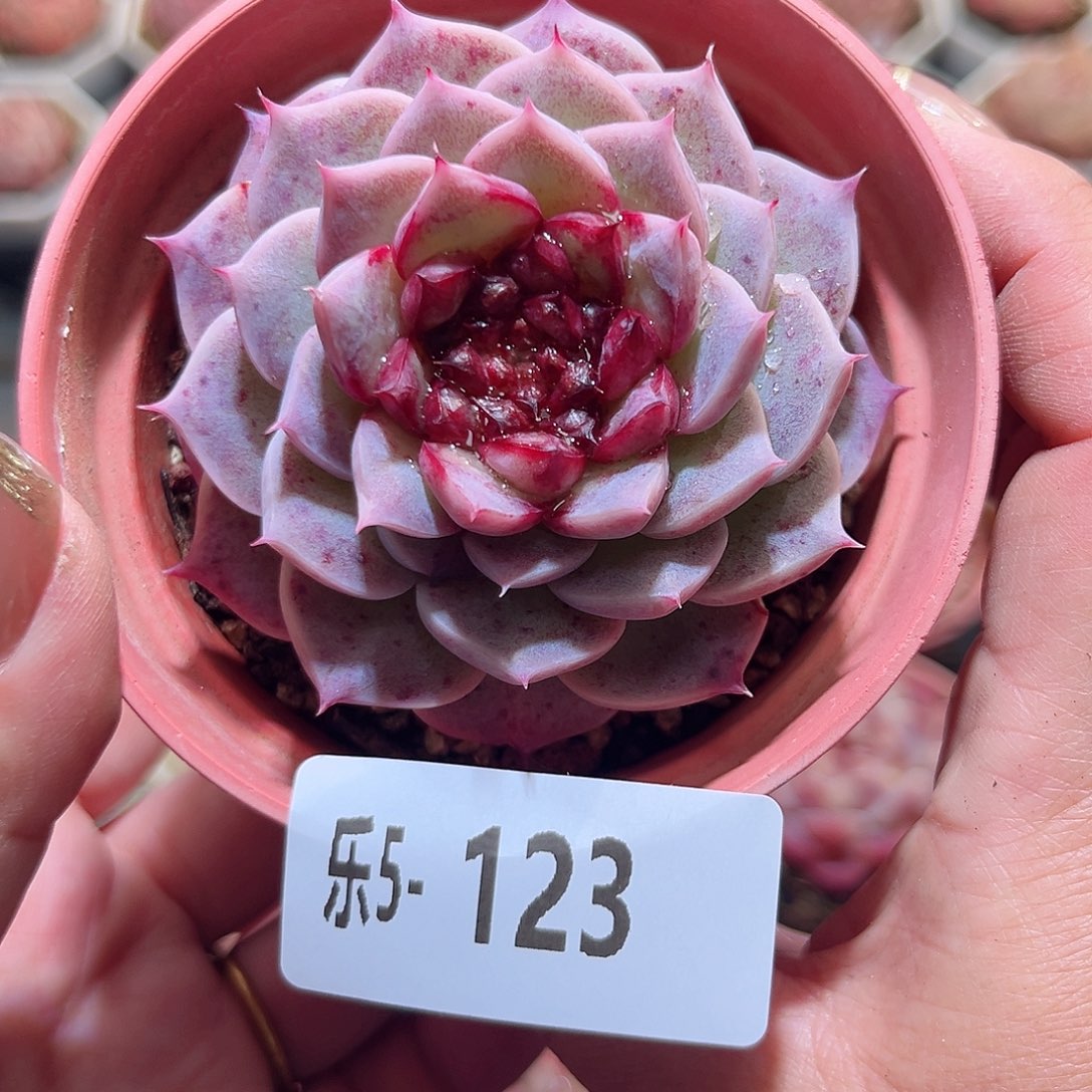 乐5-123 落霞单头微瑕