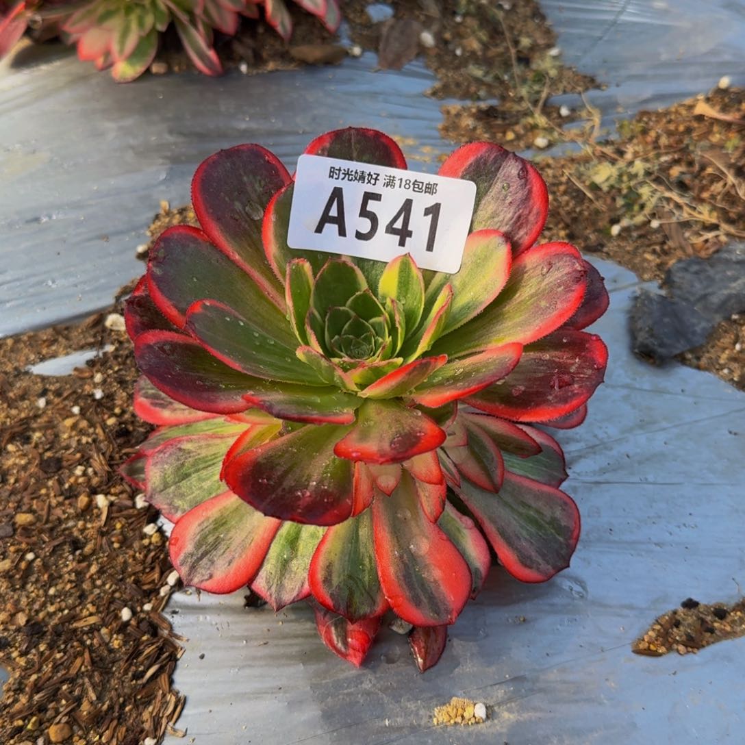 541黑魔魔多肉植物