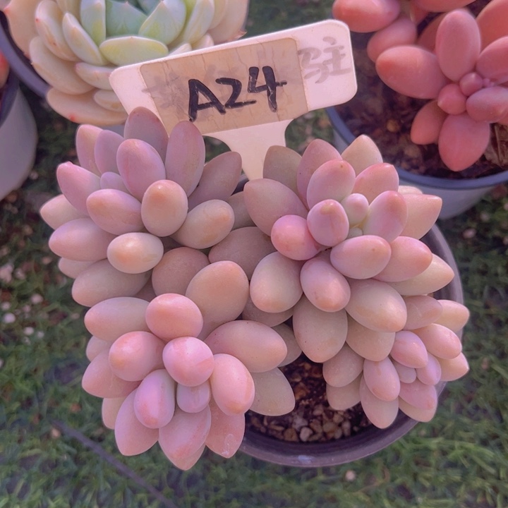 健健康康平平安安