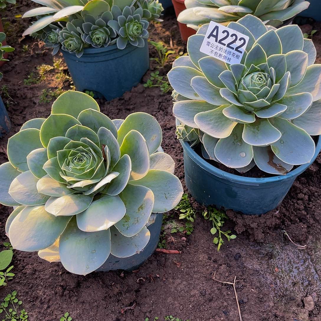 两盆玫瑰15-17包邮法师