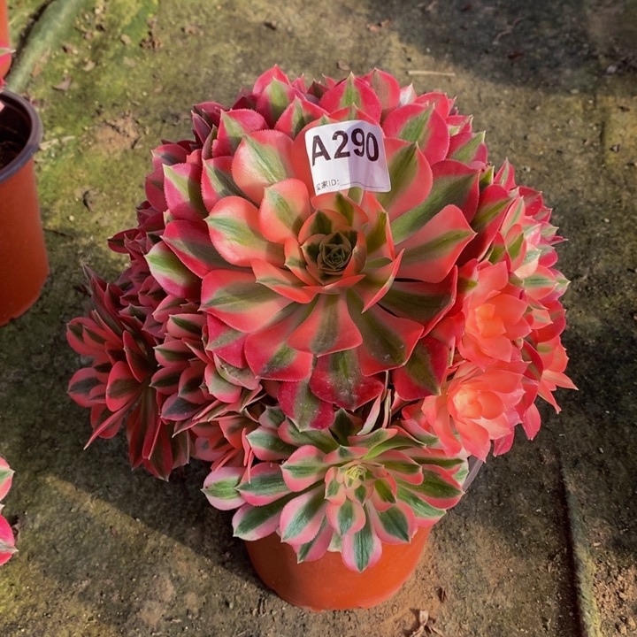 女巫多肉植物290