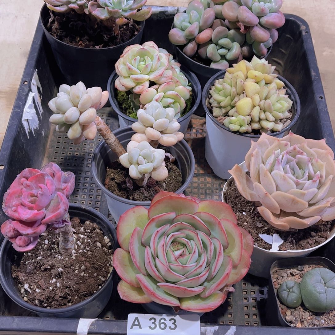 多肉363多肉植物