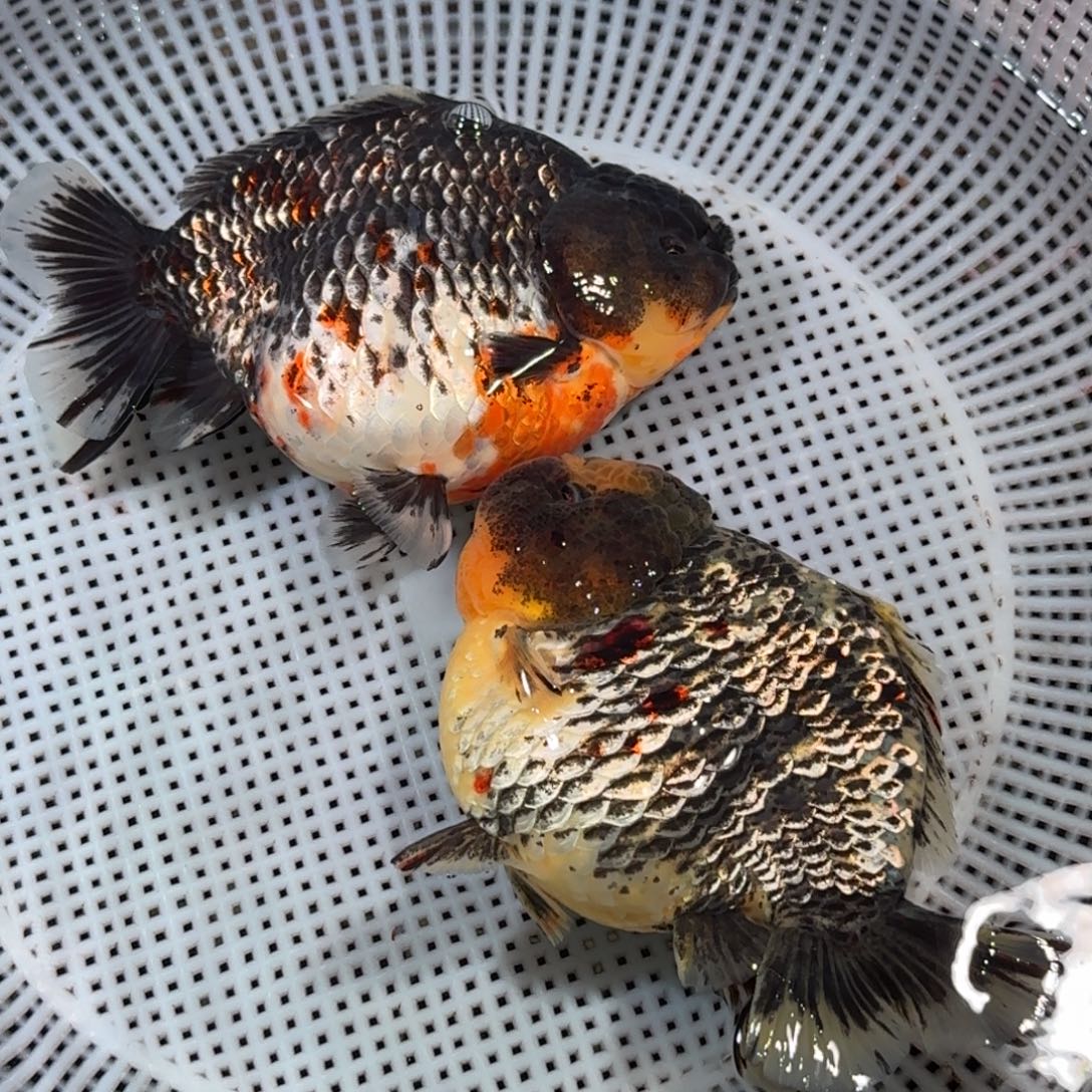 金鱼精品高货短尾狮