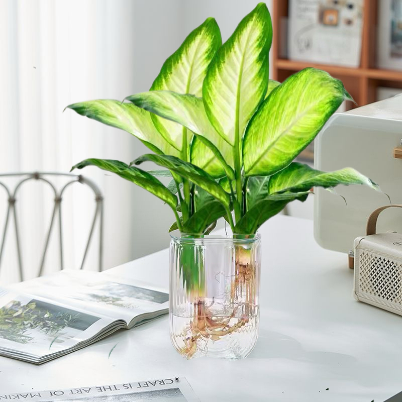 【水培新宠】玛丽安万年青办公室内桌面摆件绿植简约盆栽高颜值清新