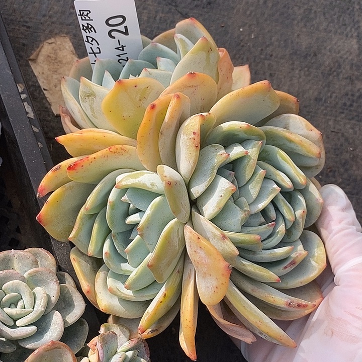 小七夕多肉凤橙20