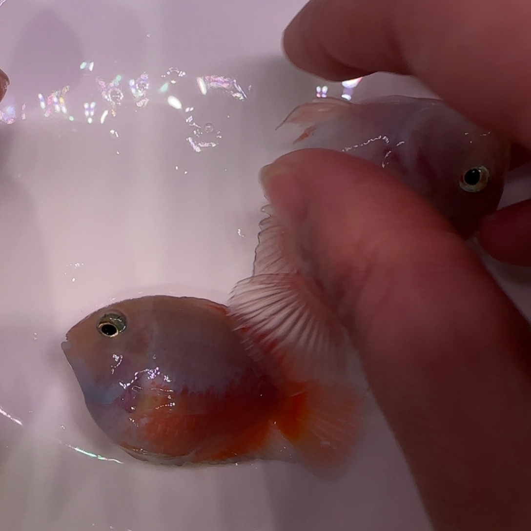 短鲷鱼5cm胭脂粉一公一母