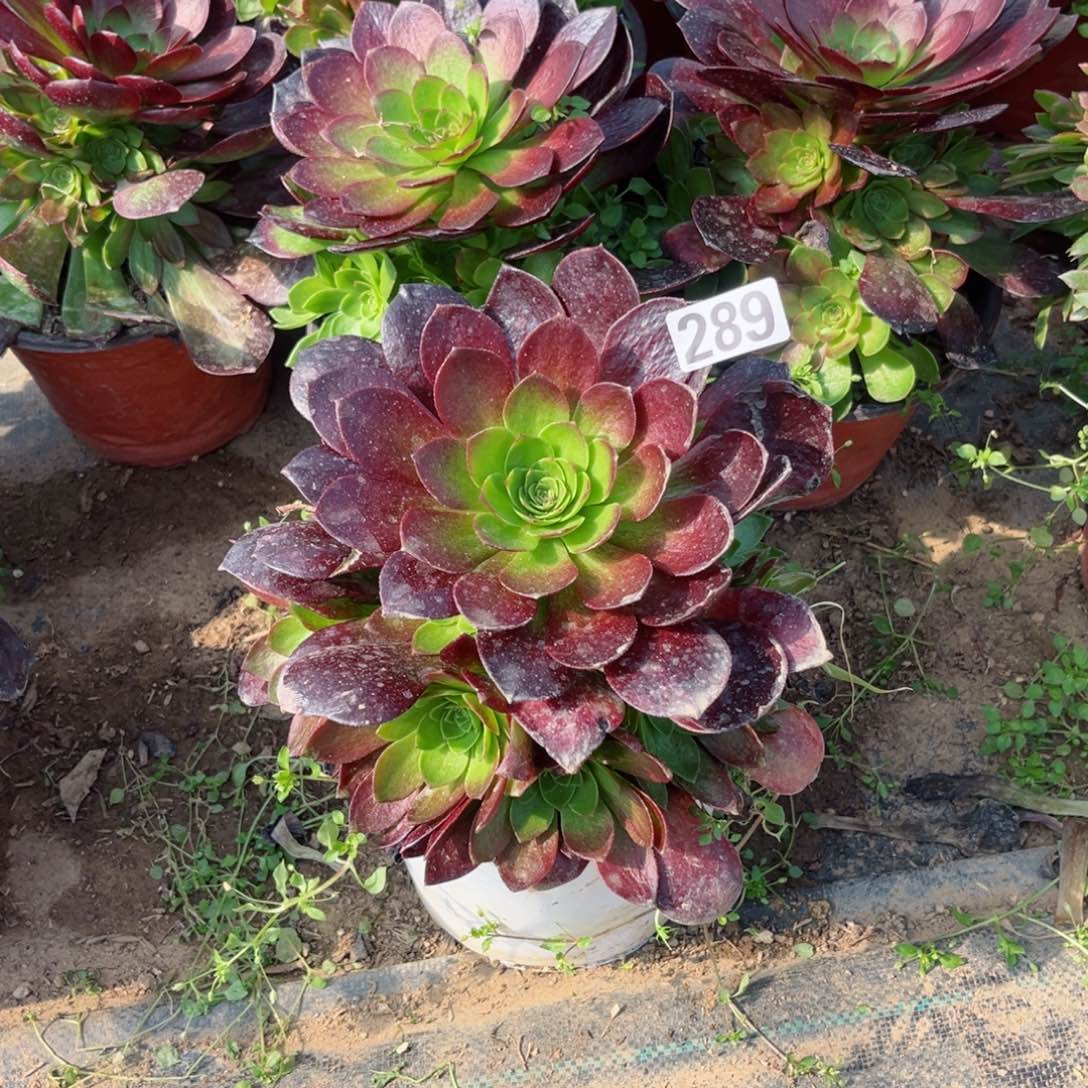 289炽焰莲优选多肉植物