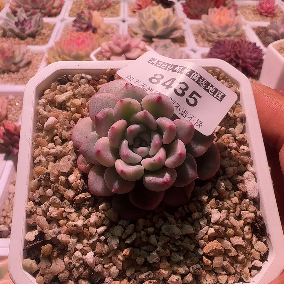 尚品园艺橘子冰锦8435