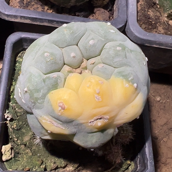 海鲜锦白肌6.8公分