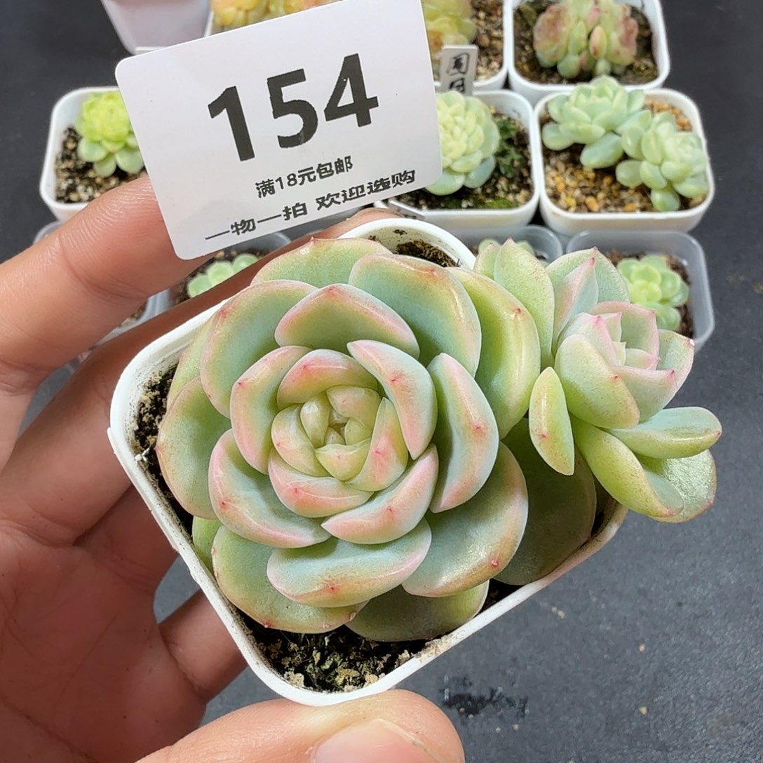 谪仙双头一物一拍154