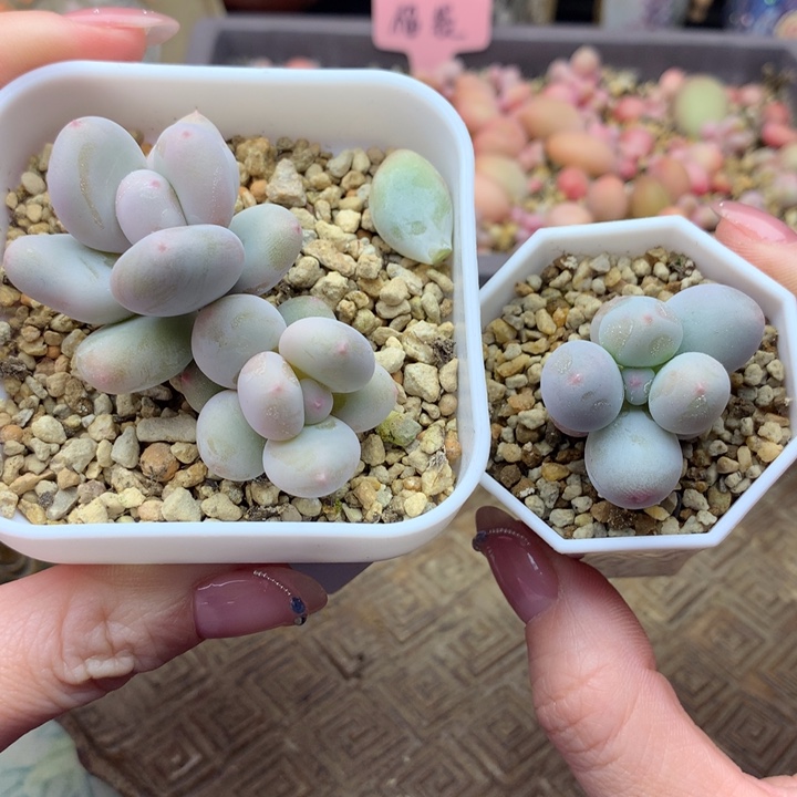 多肉植物一物一拍 米可 大叶 菀宝