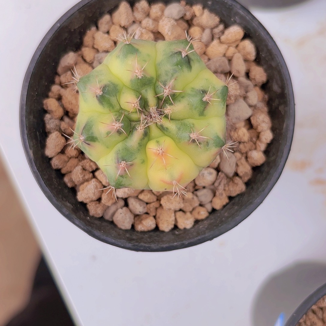 泰系米哈仙人球12号