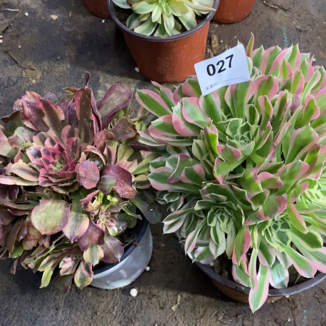 024号雨花石香妃组合