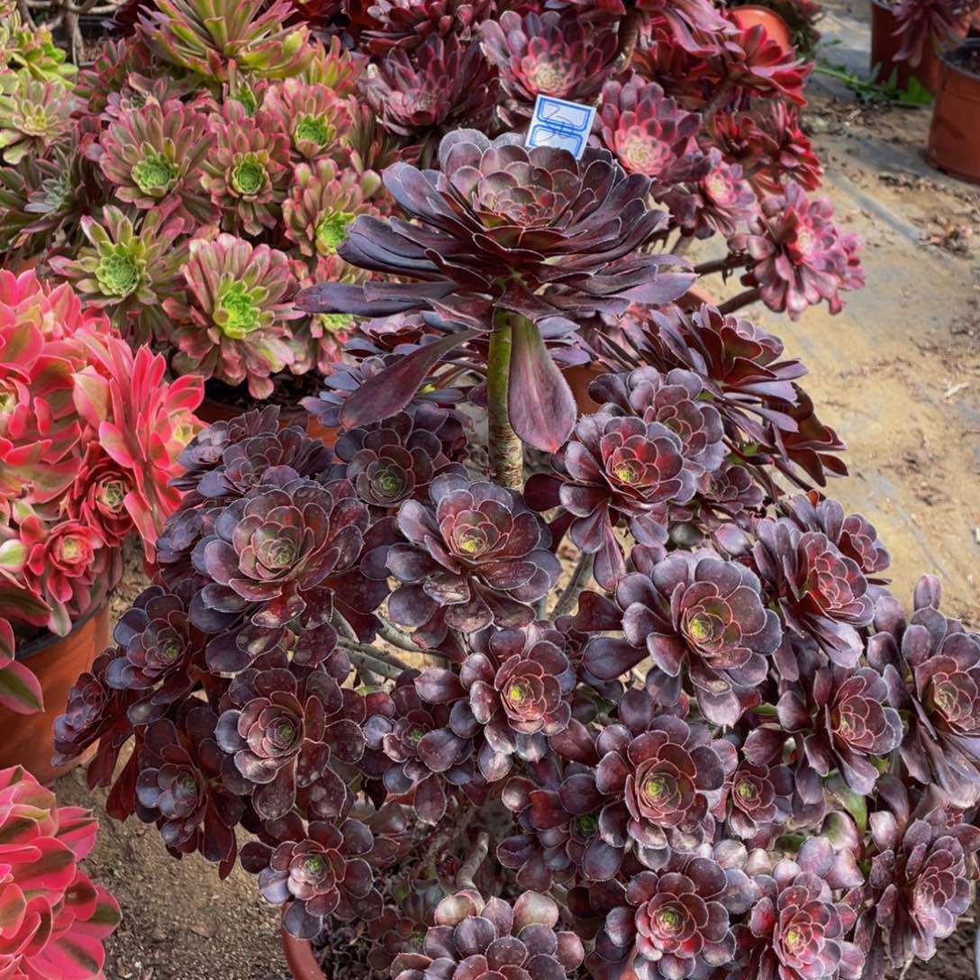 30鲜花老桩晚霞鲜花