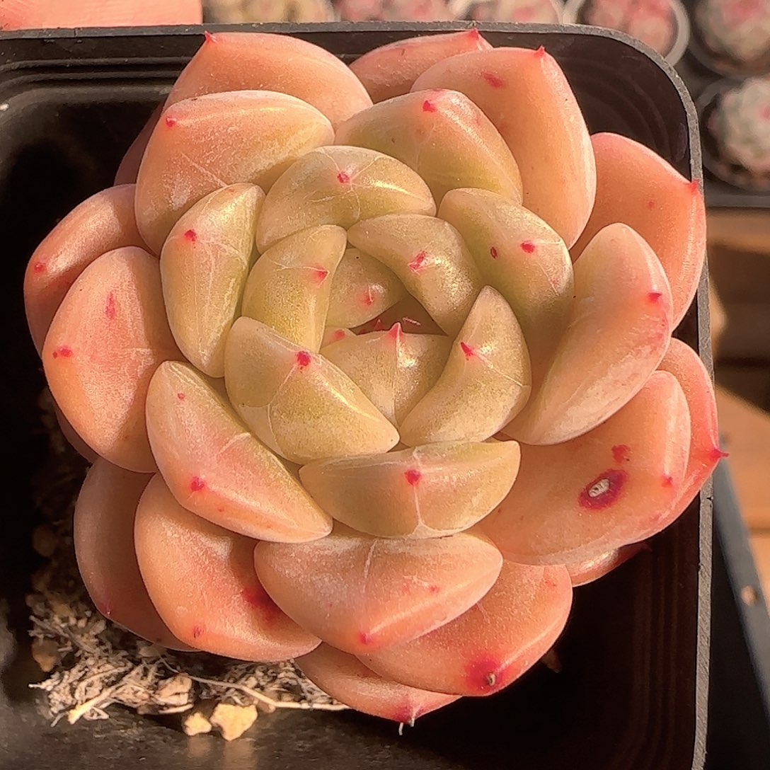 多肉1130-101晴川珍妮