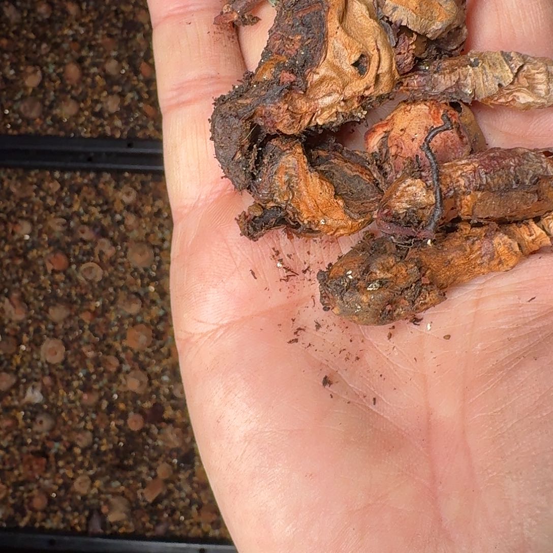 肾叶洋葵残破球一组9