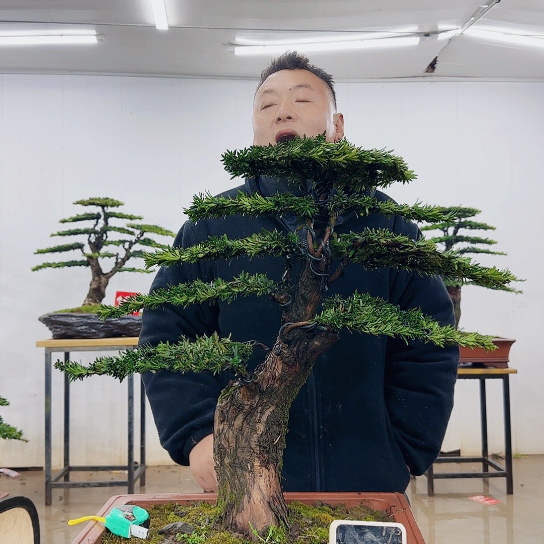 小*喵盆景制作过程非常