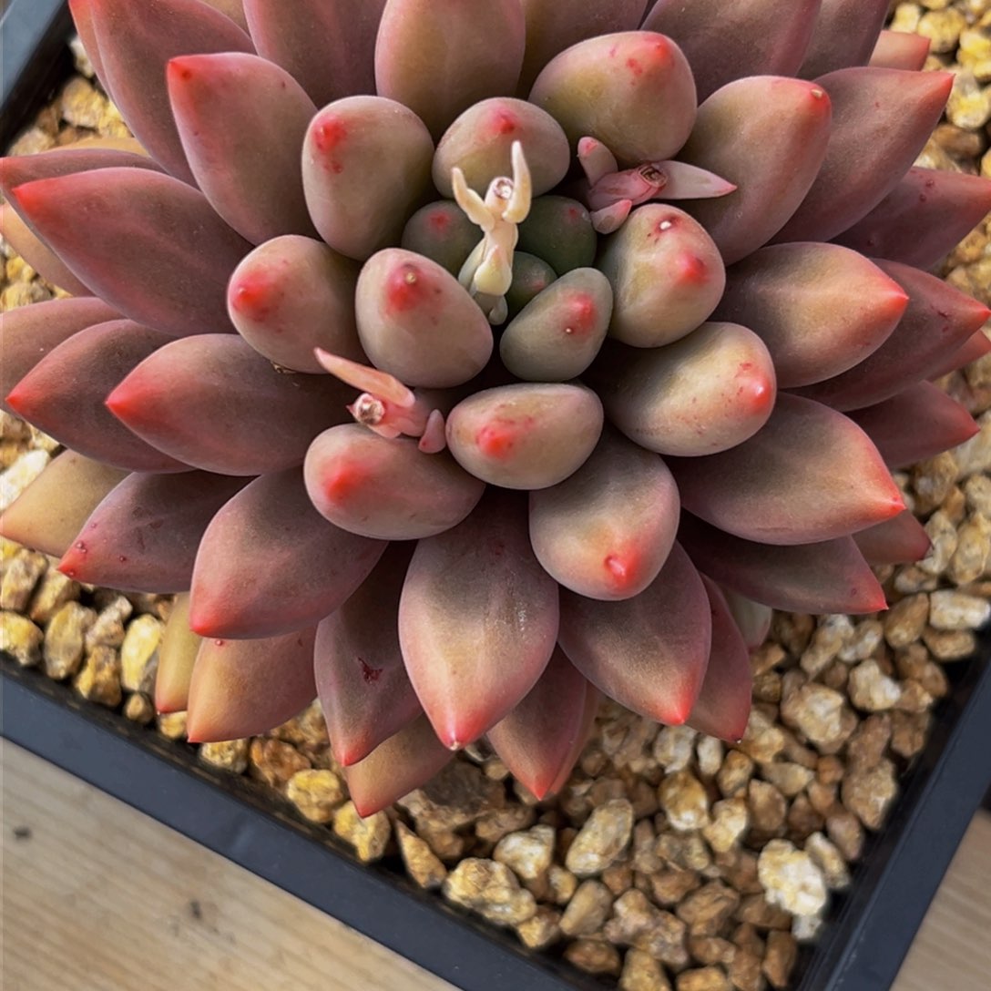 2441上午多肉植物群生