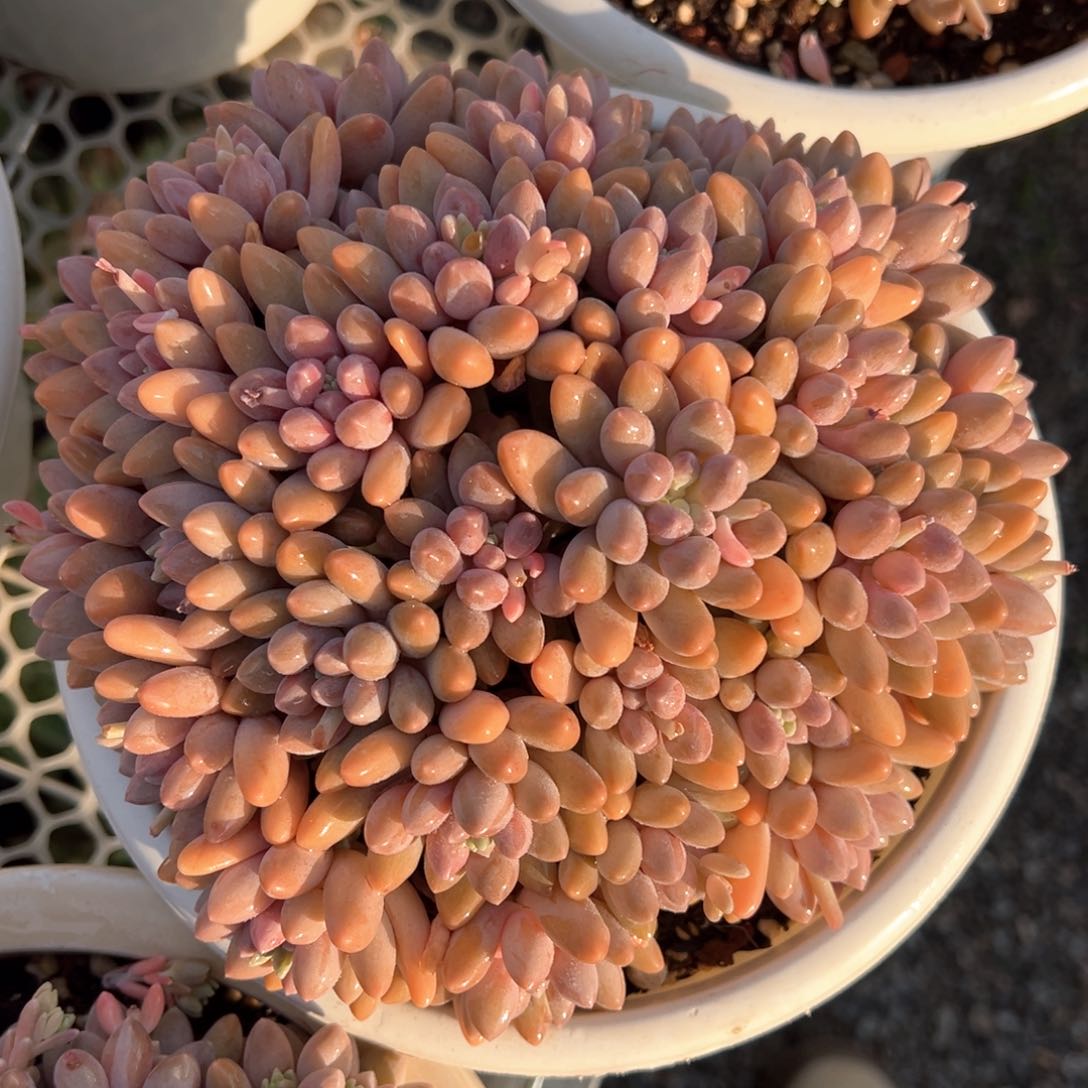 星黛露平头多肉植物