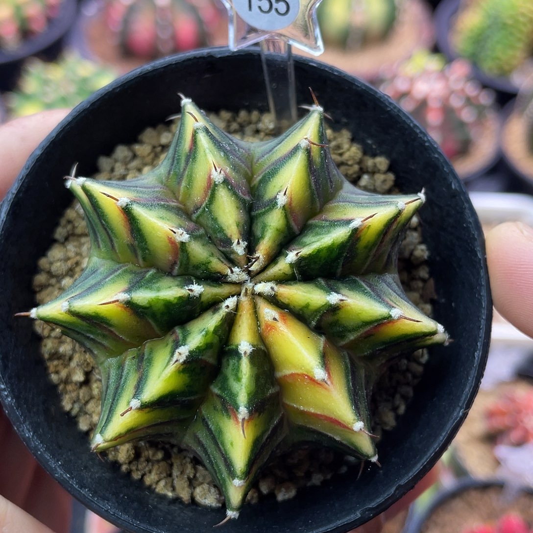 1-155肋骨锦5.8厘米