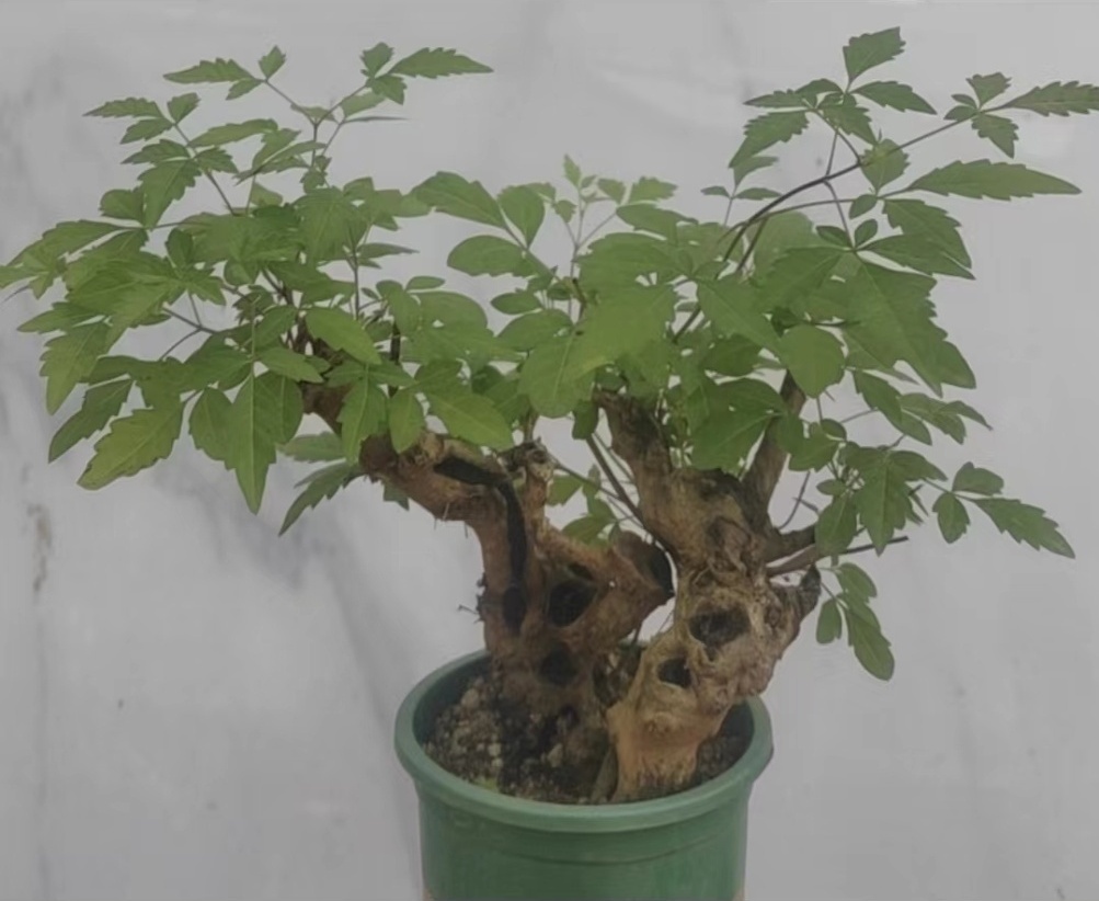 绿植园艺/ 鲜花速递/花卉仿真> 花卉/绿植盆栽 > 绿植