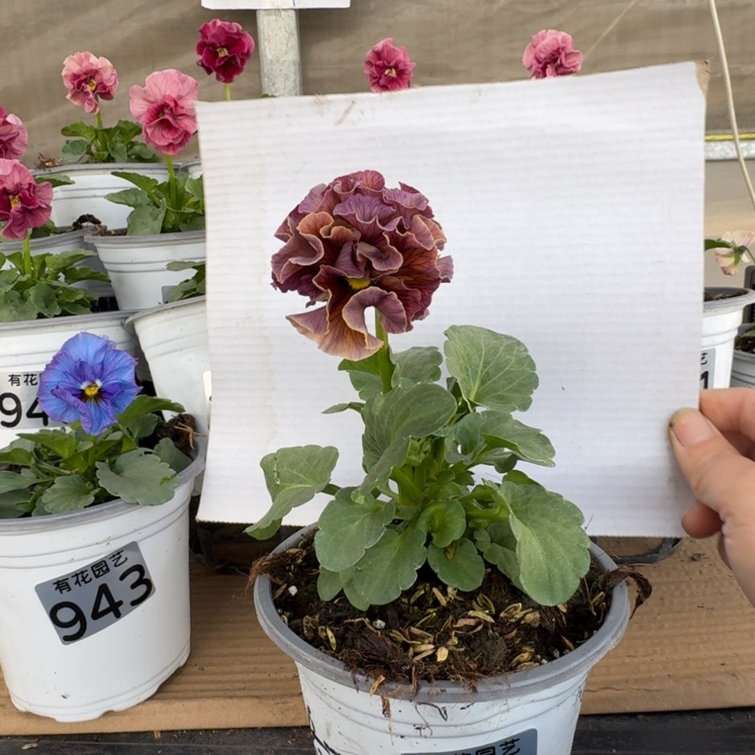 无花朵947号角堇