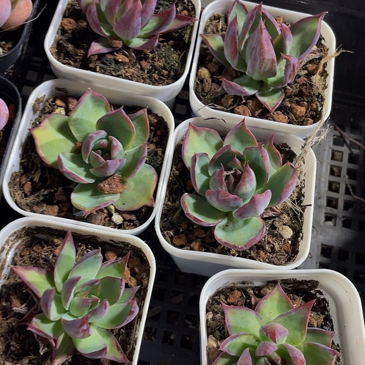 惊鸿2.8带盆土发货