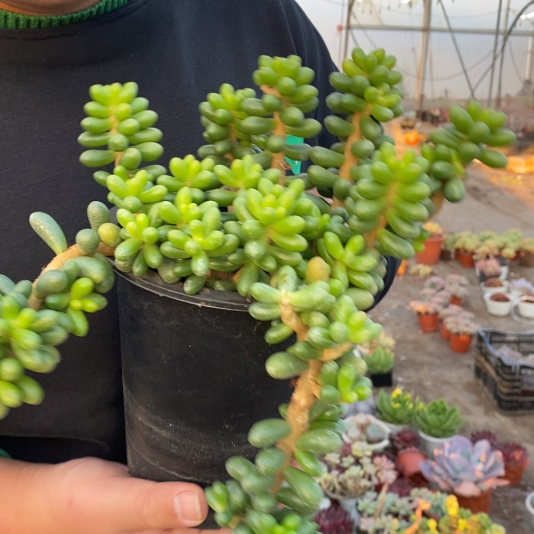 绿龟卵整桩无砍老桩