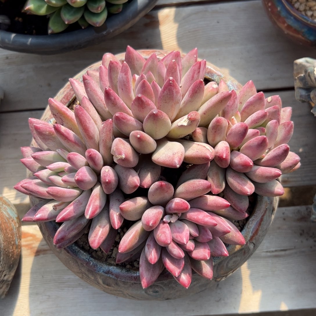 虞美人1111111111111